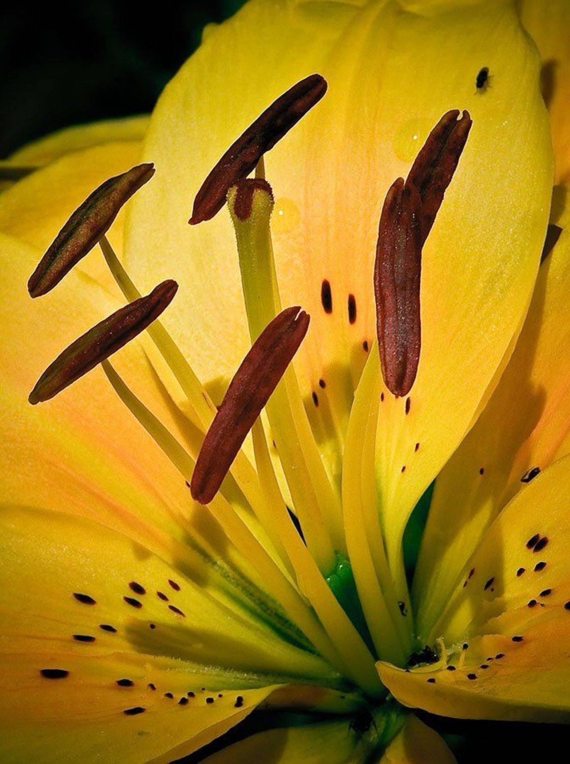 пестики, тычинки, лилия, Наталья Захарова