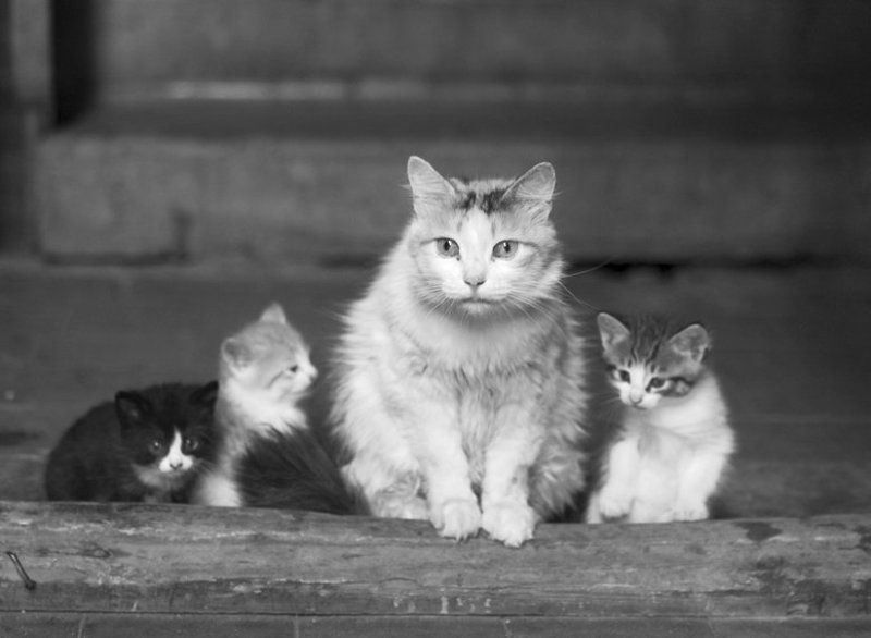 кошка,котята,подъезд А где четвертый? фото превью