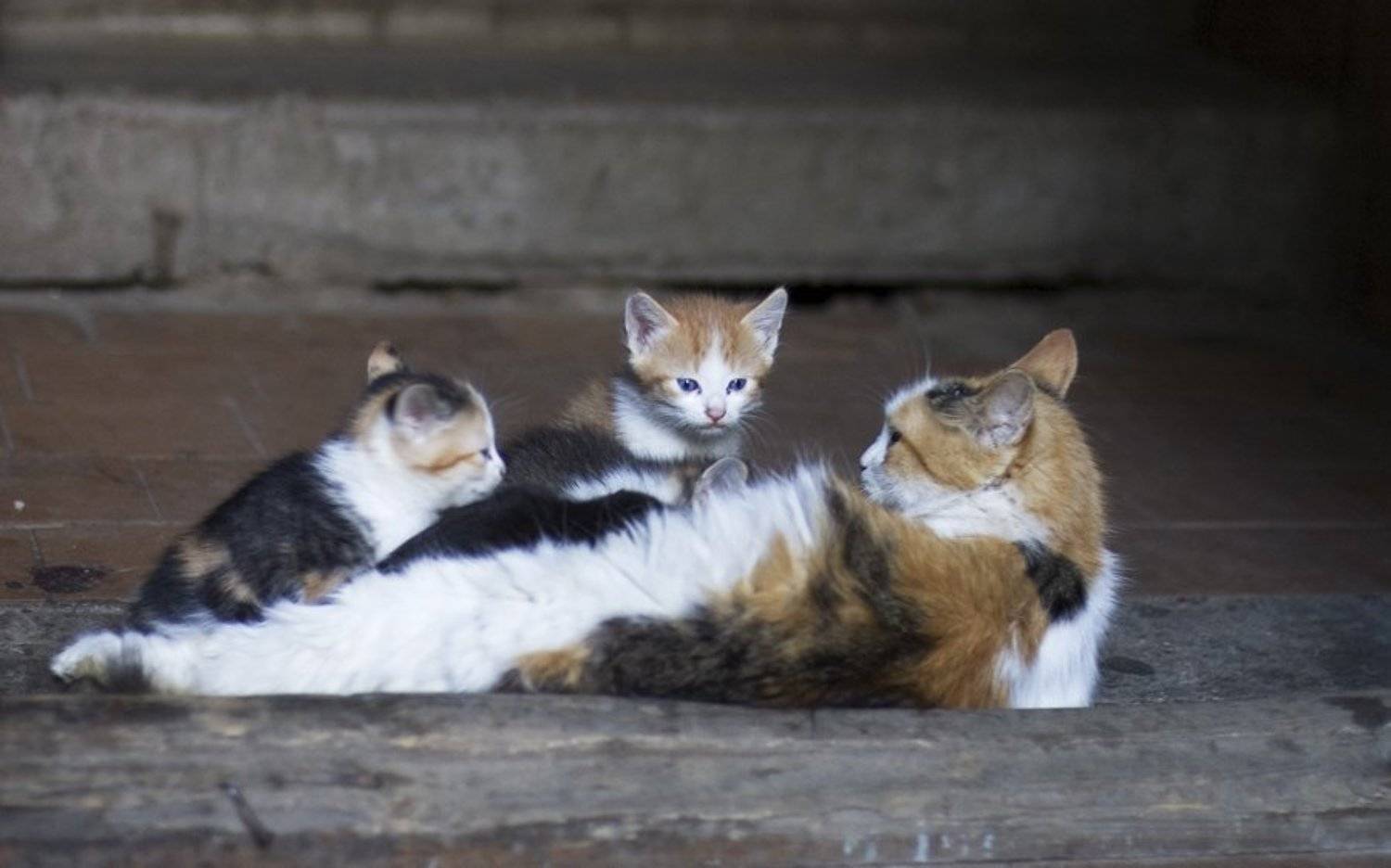 кошка,котята,подъезд, Евгений Пугачев.