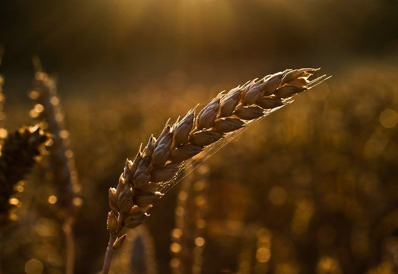 Колос фото превью