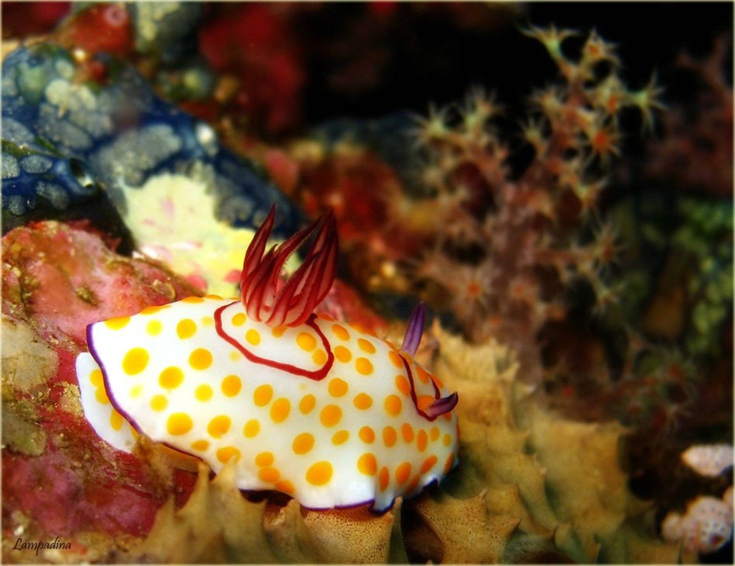 красное море, судан, голожаберный моллюск, lampadina