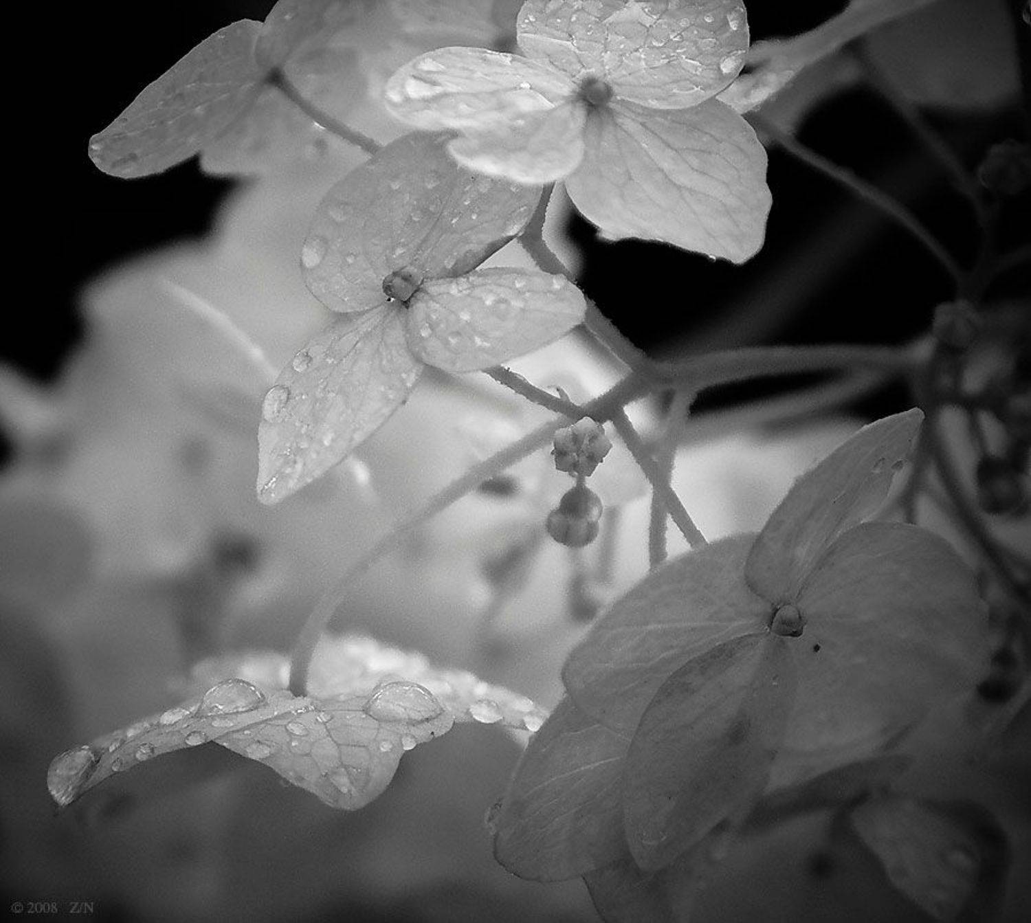 капли, цветы, гортензия, слёзы, Наталья Захарова