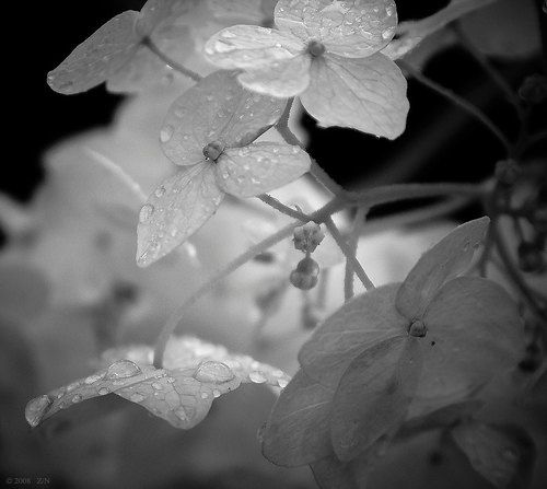 Прекрасны душевные слёзы...