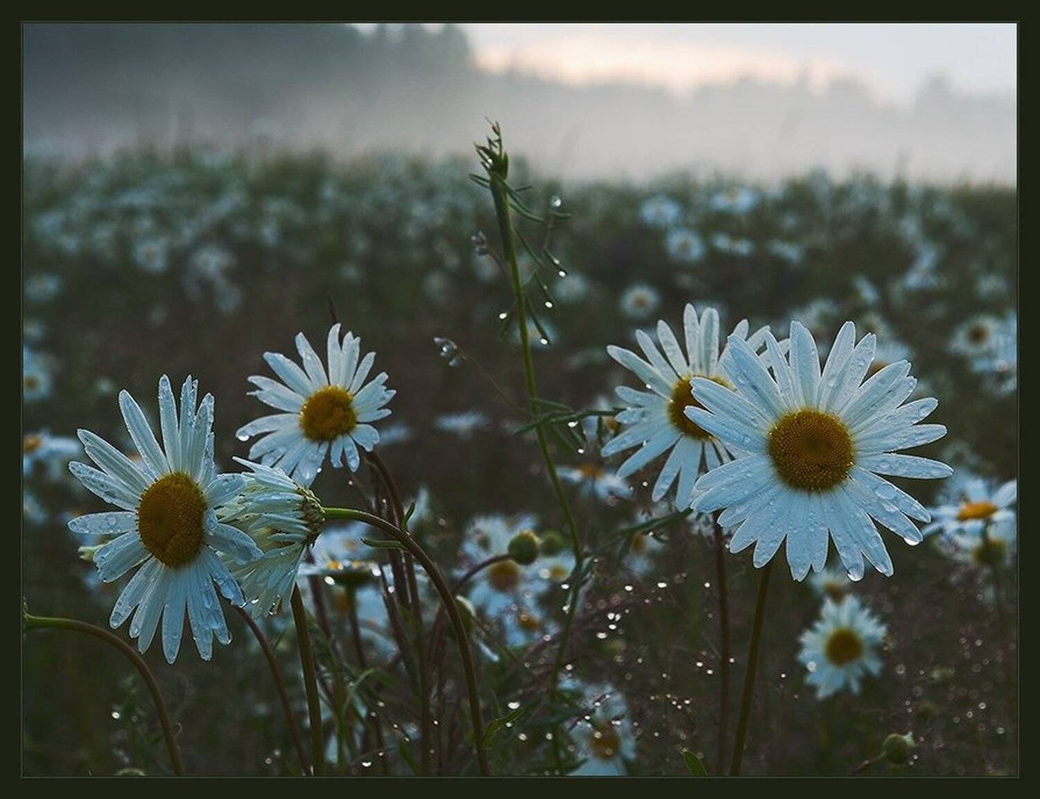 , Менькович Алексей