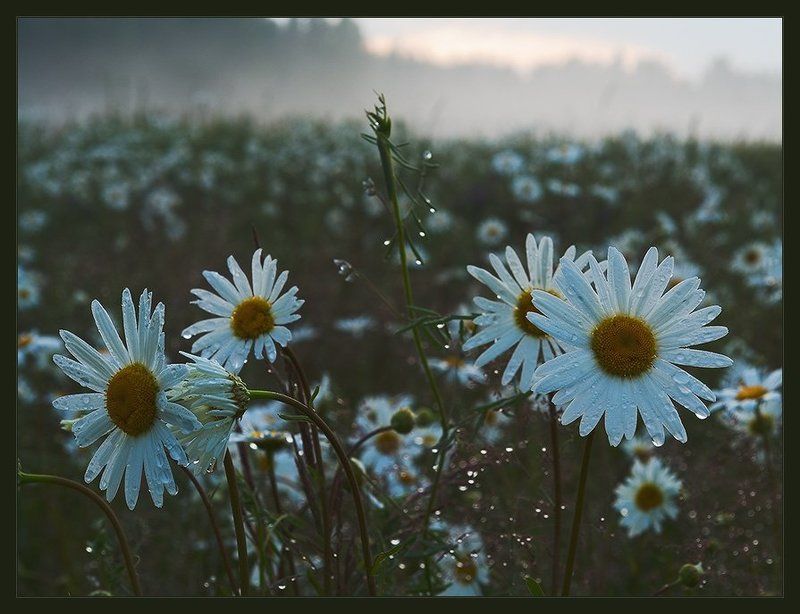 **** фото превью