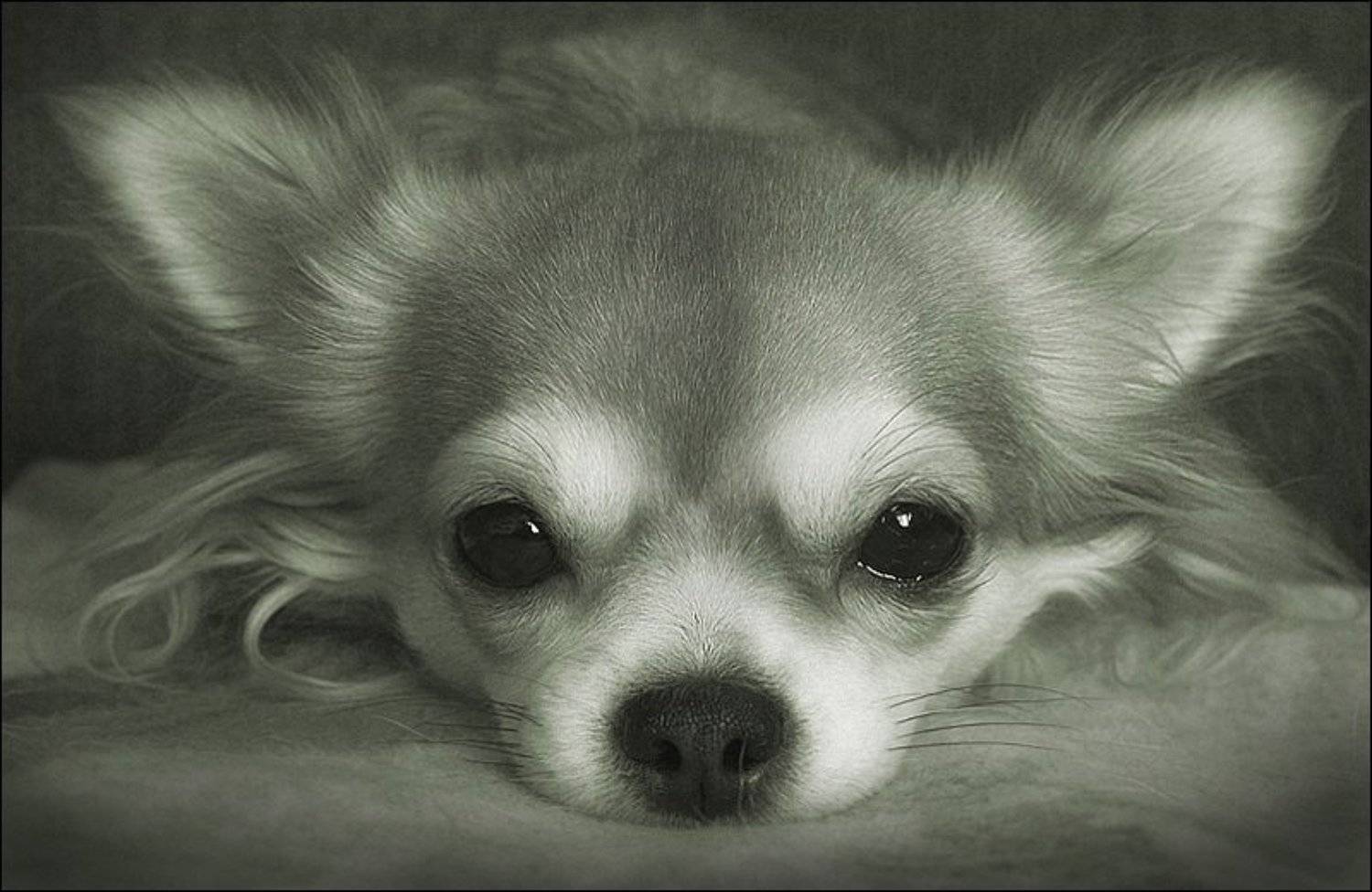 , Коломиец Алексей