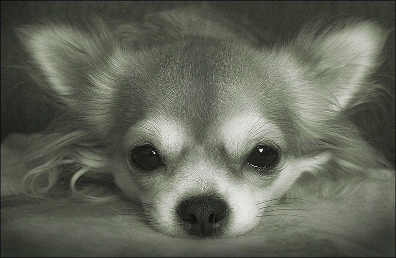 В раздумьях... фото превью