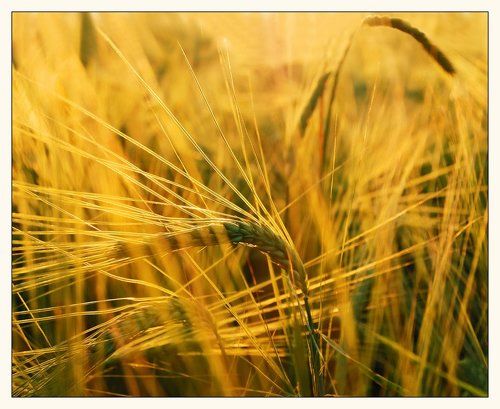 набираясь солнца