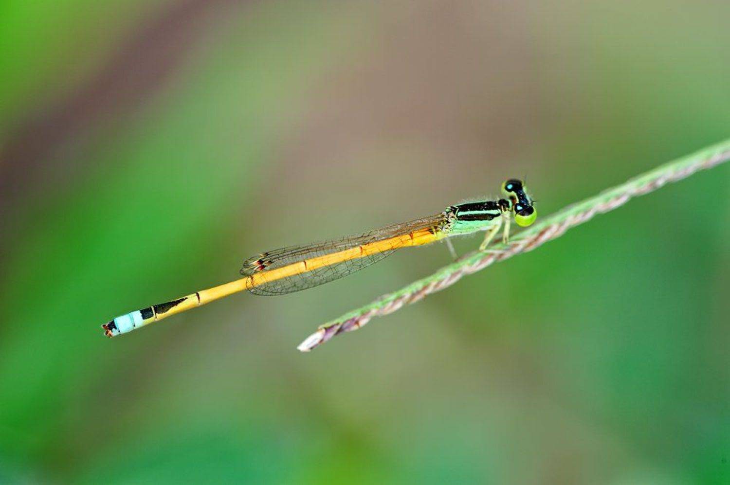 macro, closeup, insect, макро, насекомые, gnilenkov, Alexey Gnilenkov