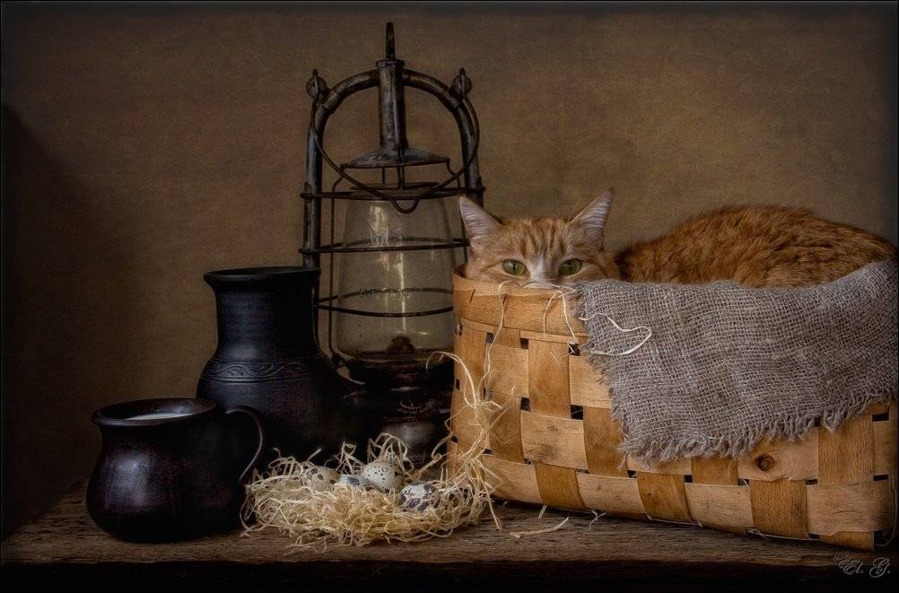 кошка, натюрморт, El. G.