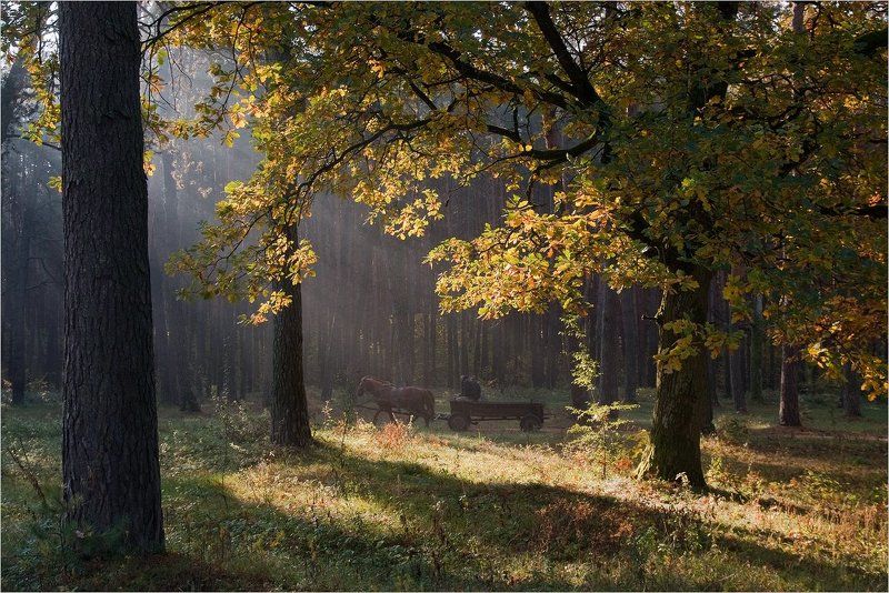 осенним утром... фото превью