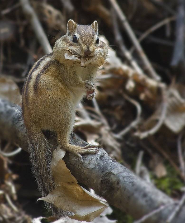 , Евгений Слободской