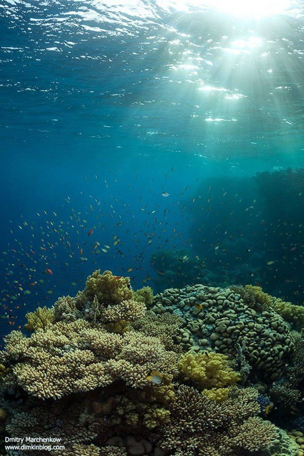 риф,underwater,reef, Дмитрий Марченко