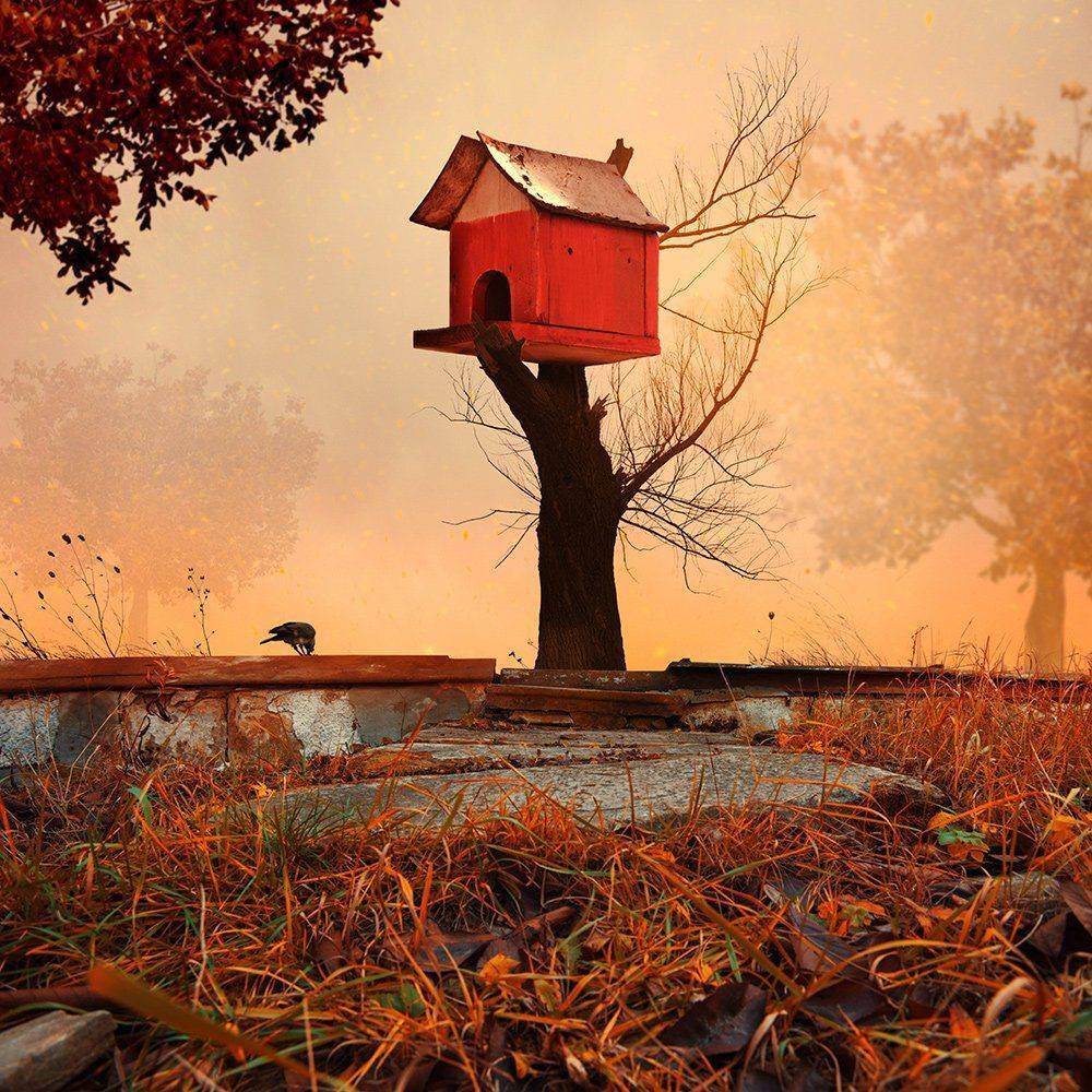 , Caras Ionut