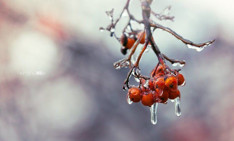 Winter Rowanberry фото превью