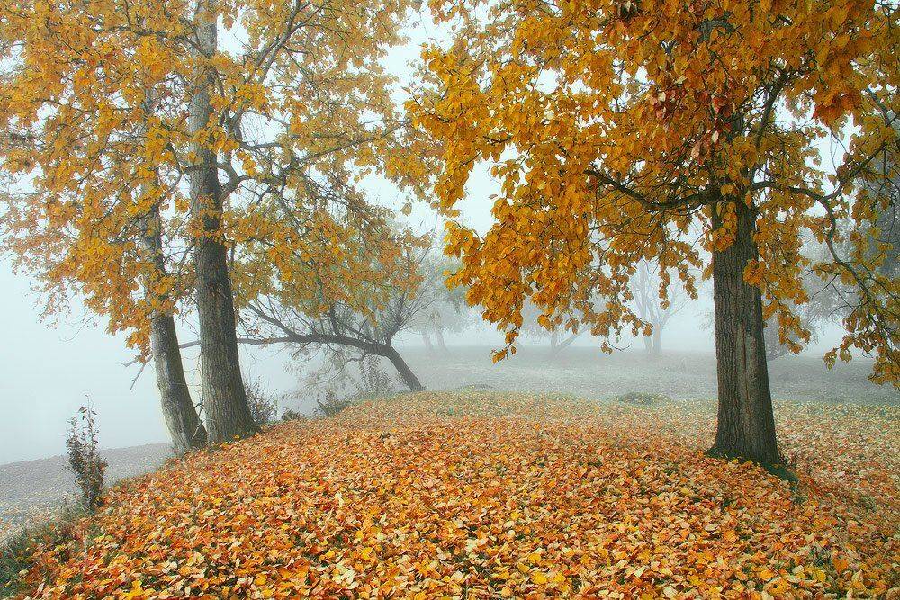 , Николай Морский