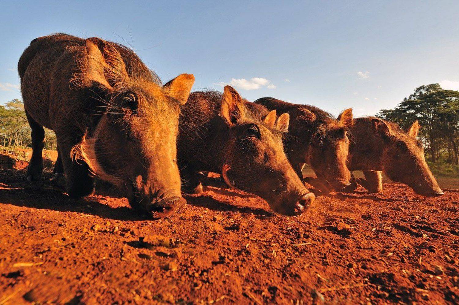 , Алексей Тищенко