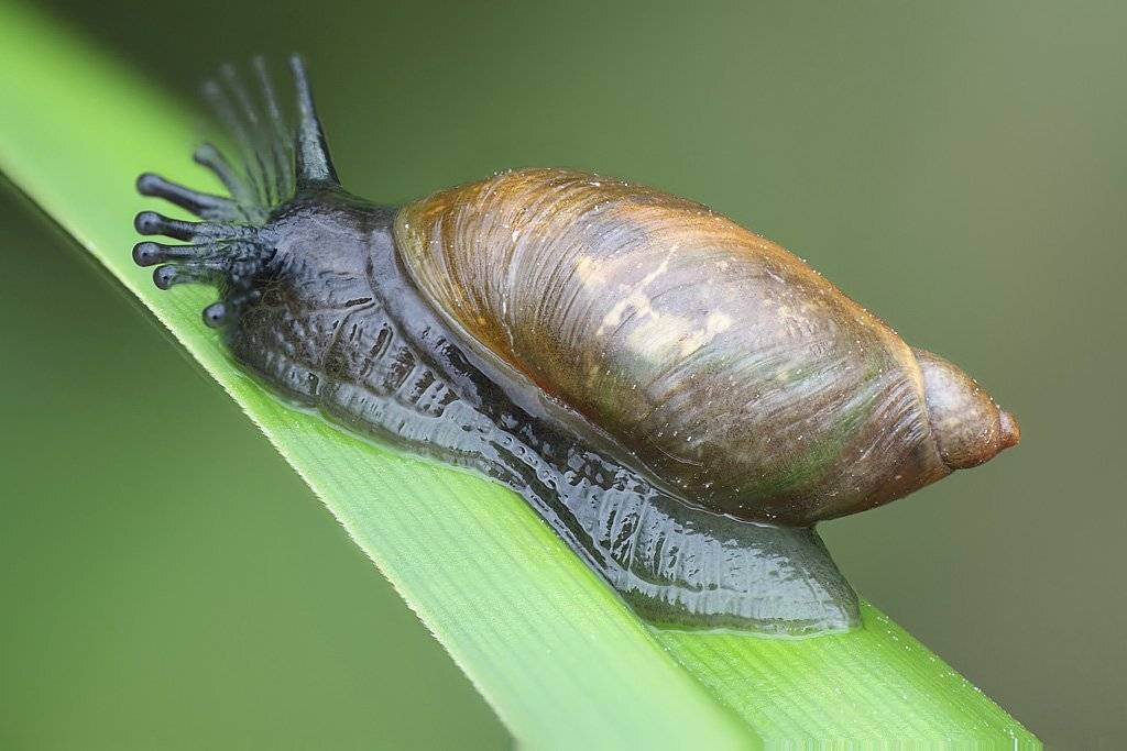 , Сергей Таланов