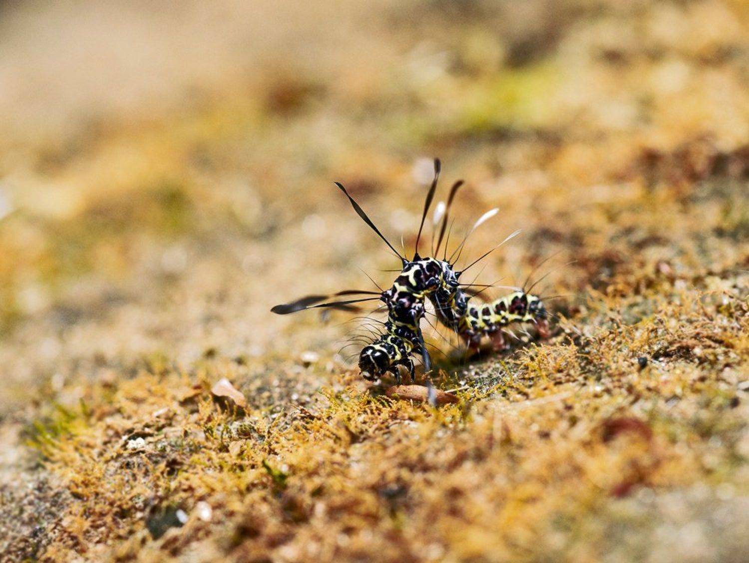 macro, closeup, insect, макро, насекомые, gnilenkov, Alexey Gnilenkov