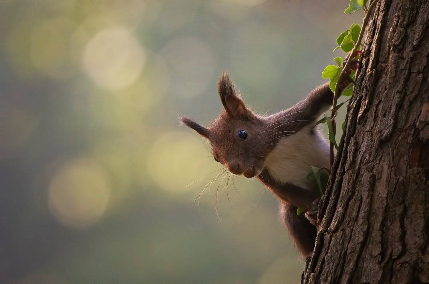 , Евгени Стефанов