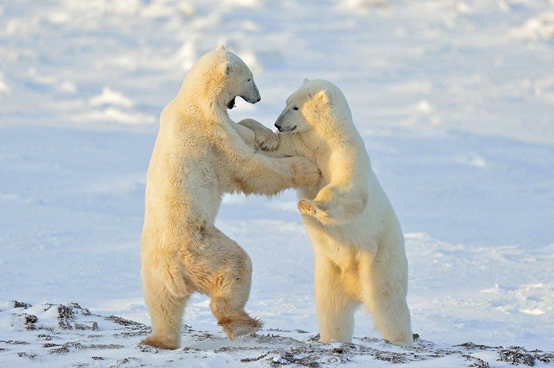 Arctic dance фото превью