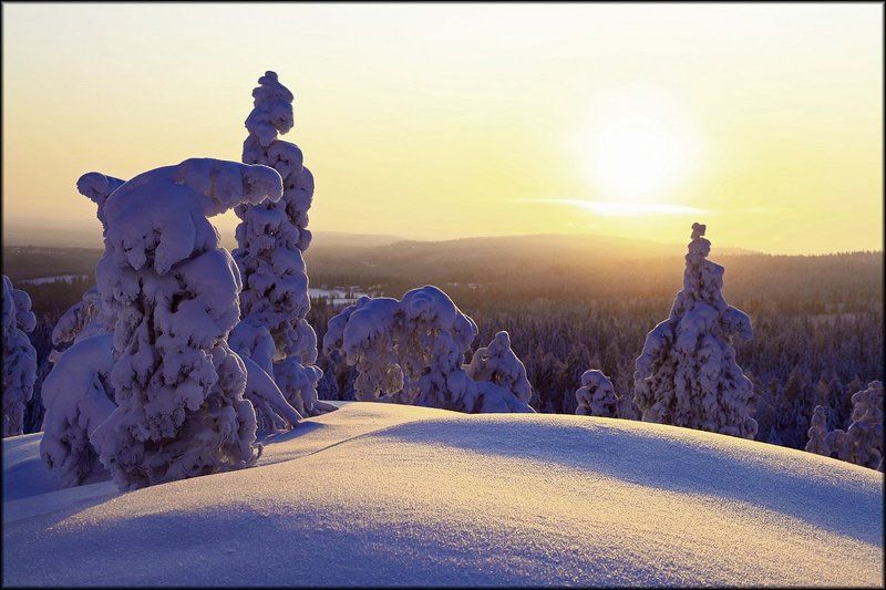 Зимняя тайга ... фото превью