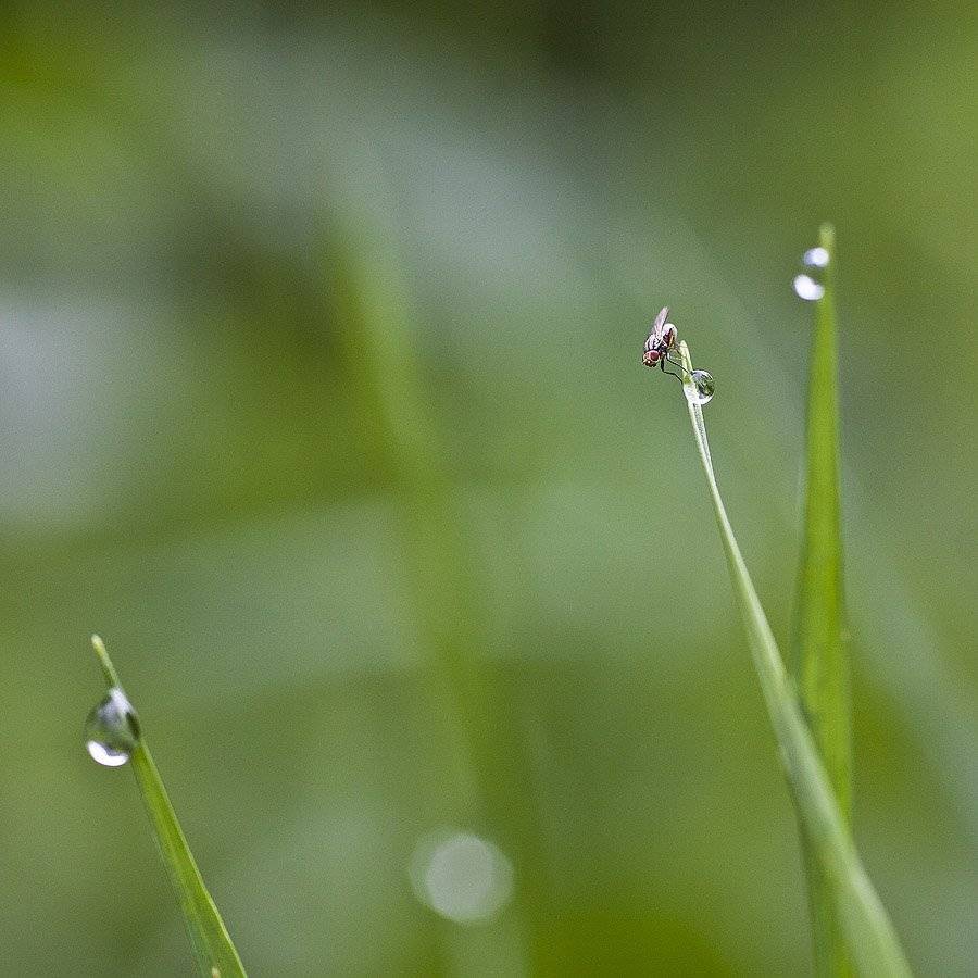 , Качурин Алексей