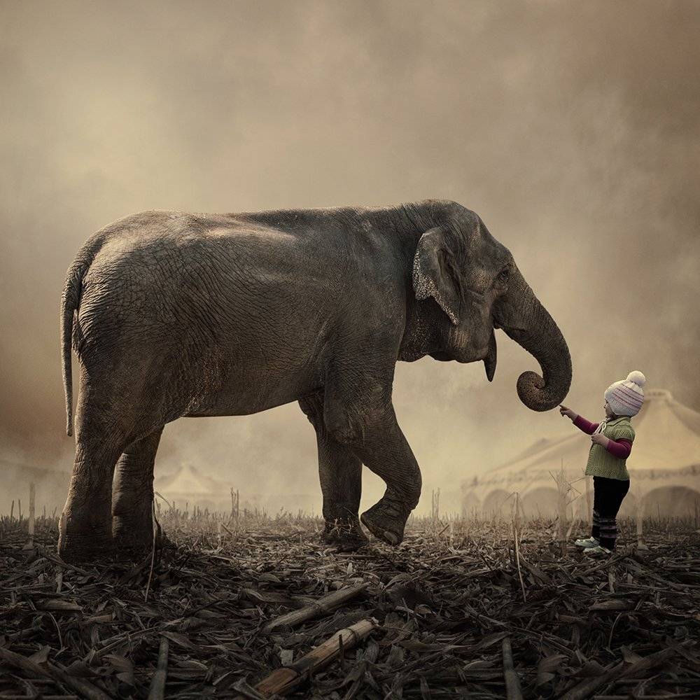 , Caras Ionut