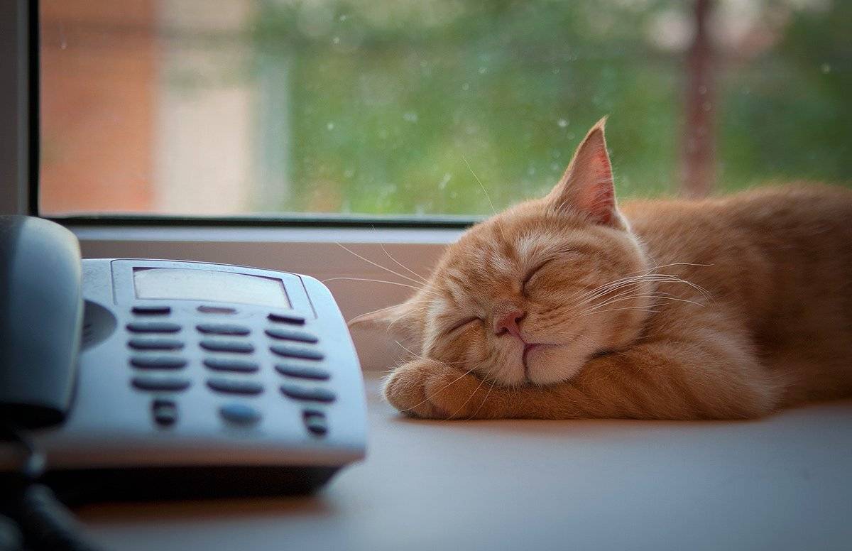 , Андрей Канышев