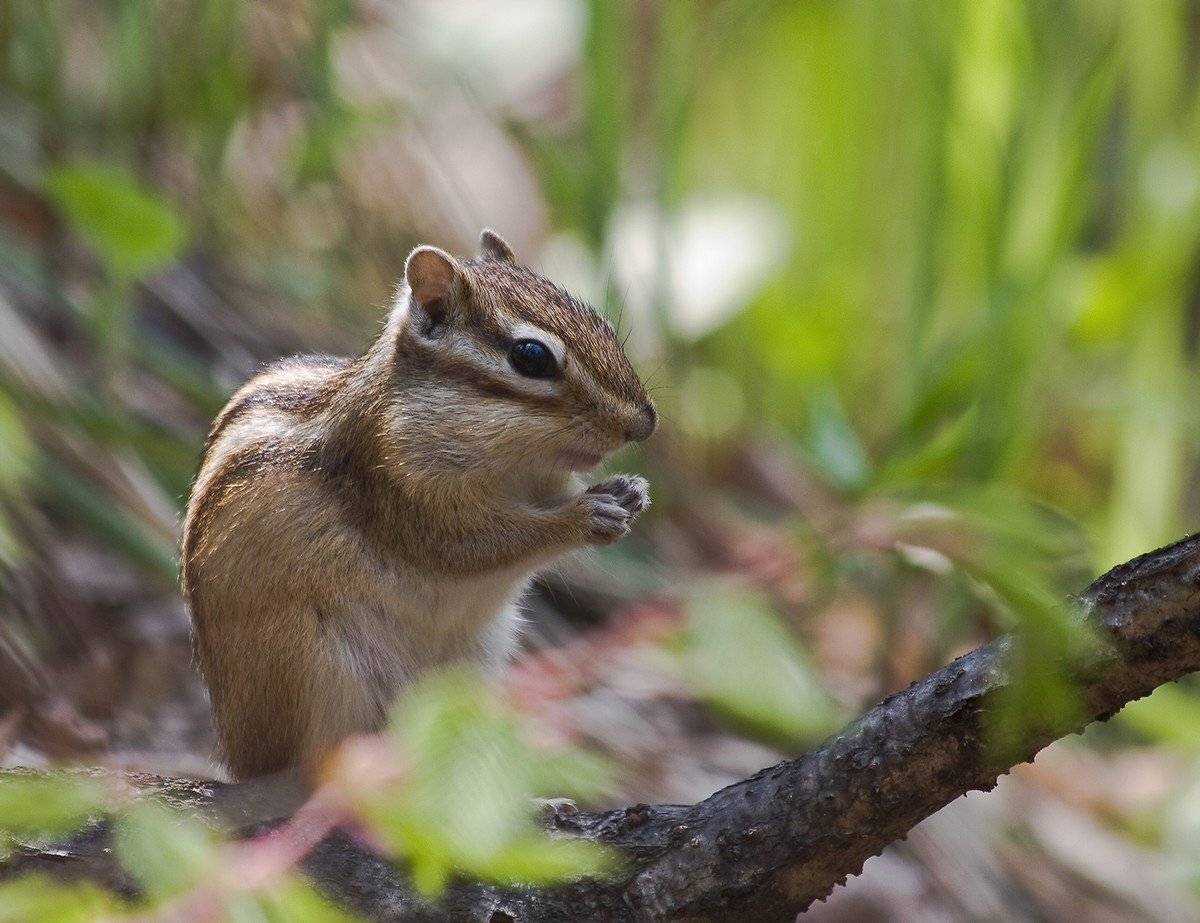 , Евгений Слободской