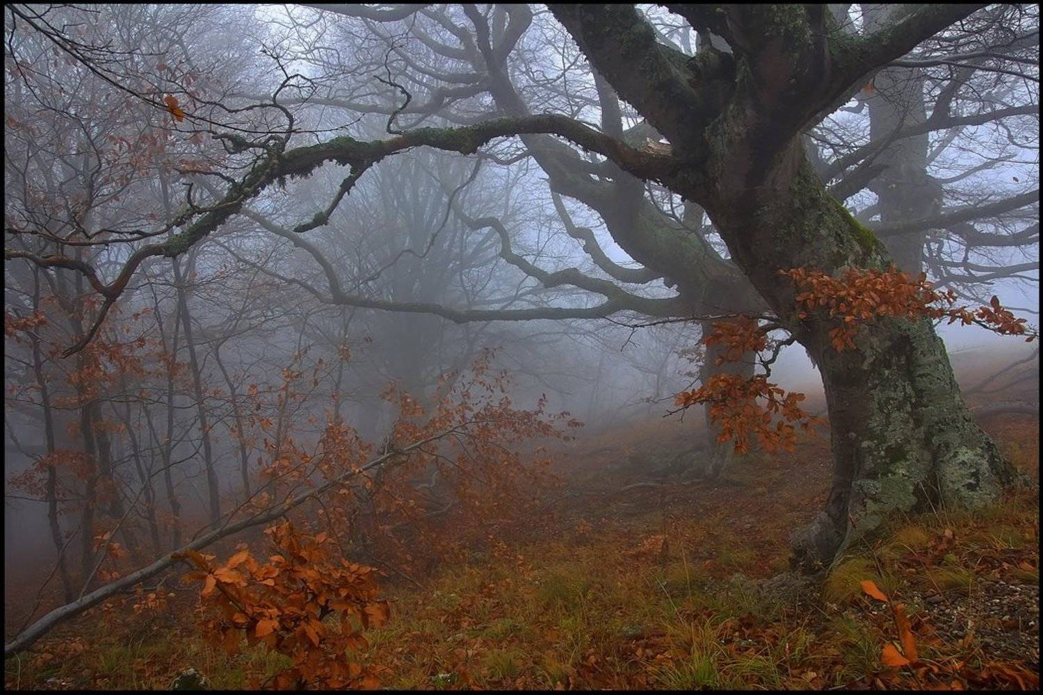 , Елена Кошель