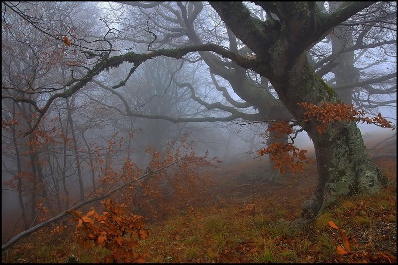 Гиганты леса фото превью