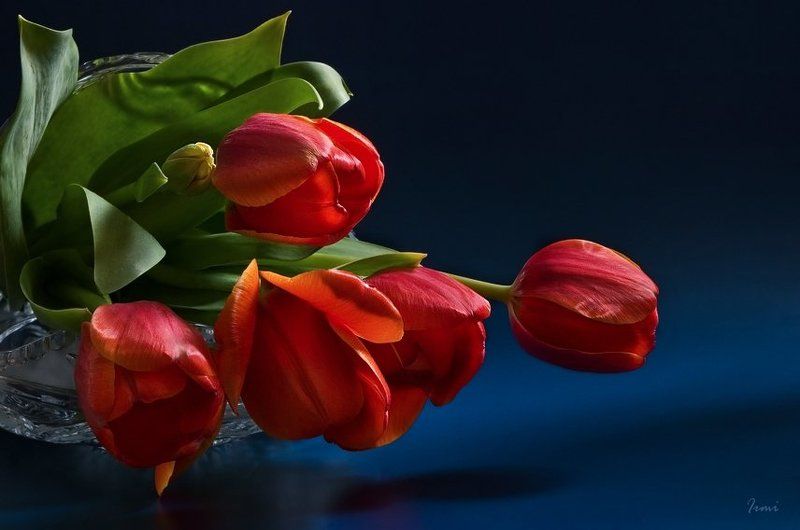 тюльпаны Тебе! фото превью