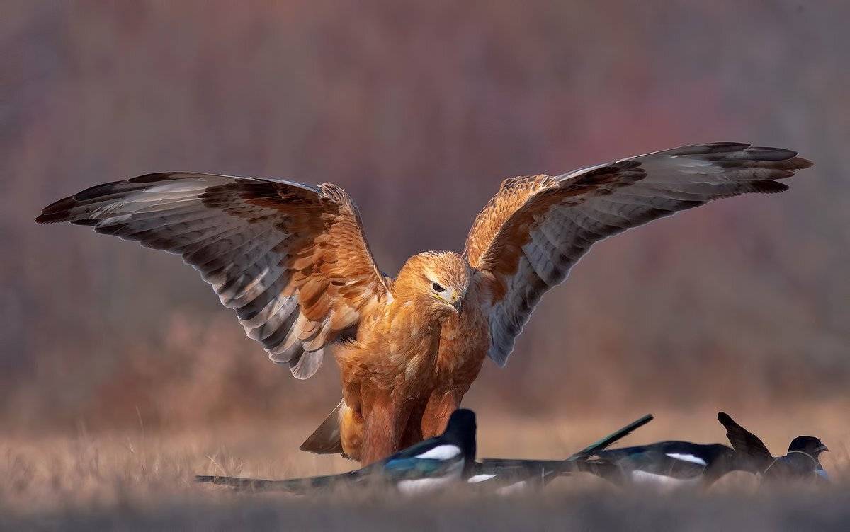 , Стефан Дянков