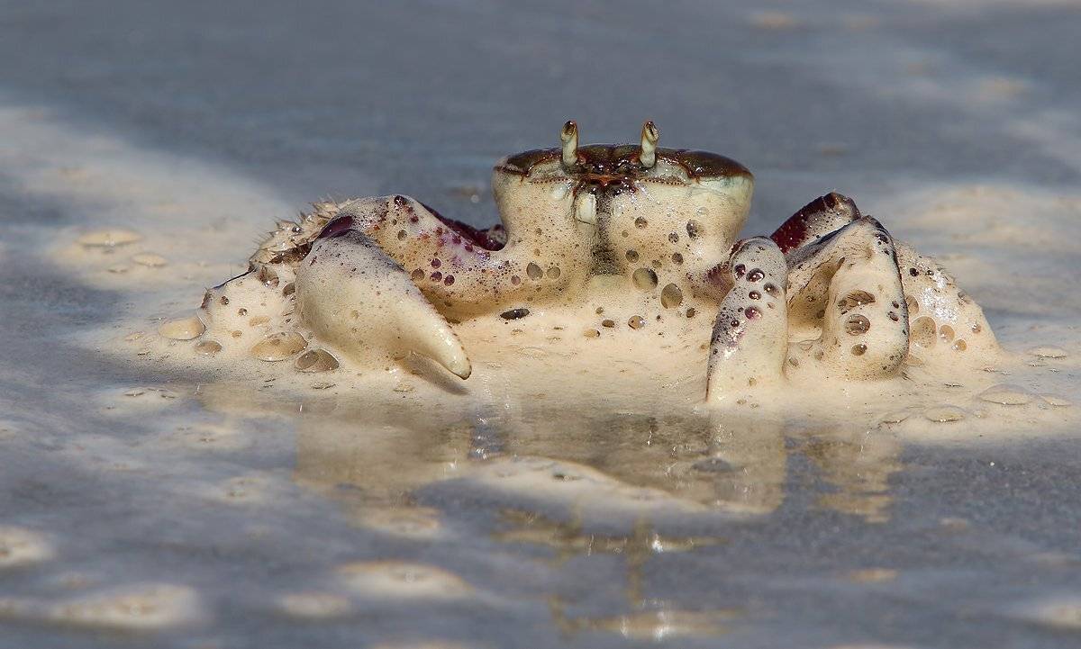 , Елена Давыдова