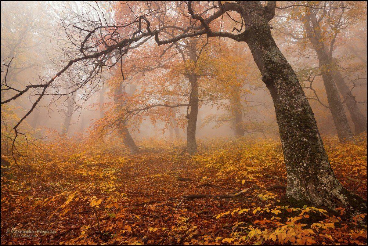 , Александр Киценко