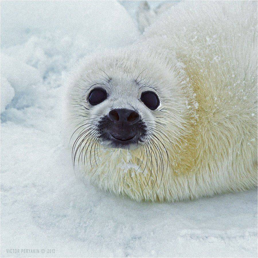 , Виктор Перякин