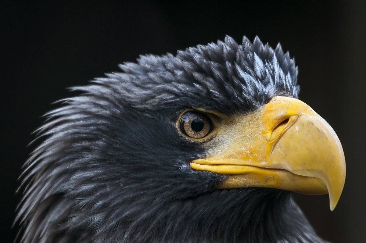 , Александр Абросимов