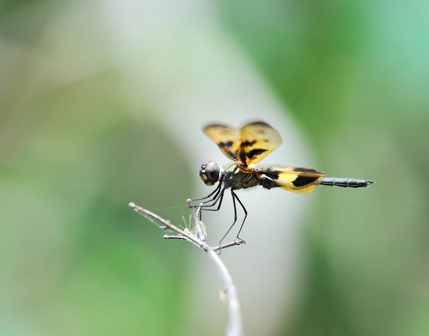macro, closeup, insect, макро, насекомые, gnilenkov, Alexey Gnilenkov
