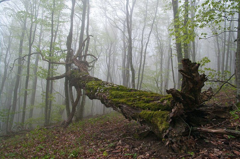 Туманные образы... фото превью