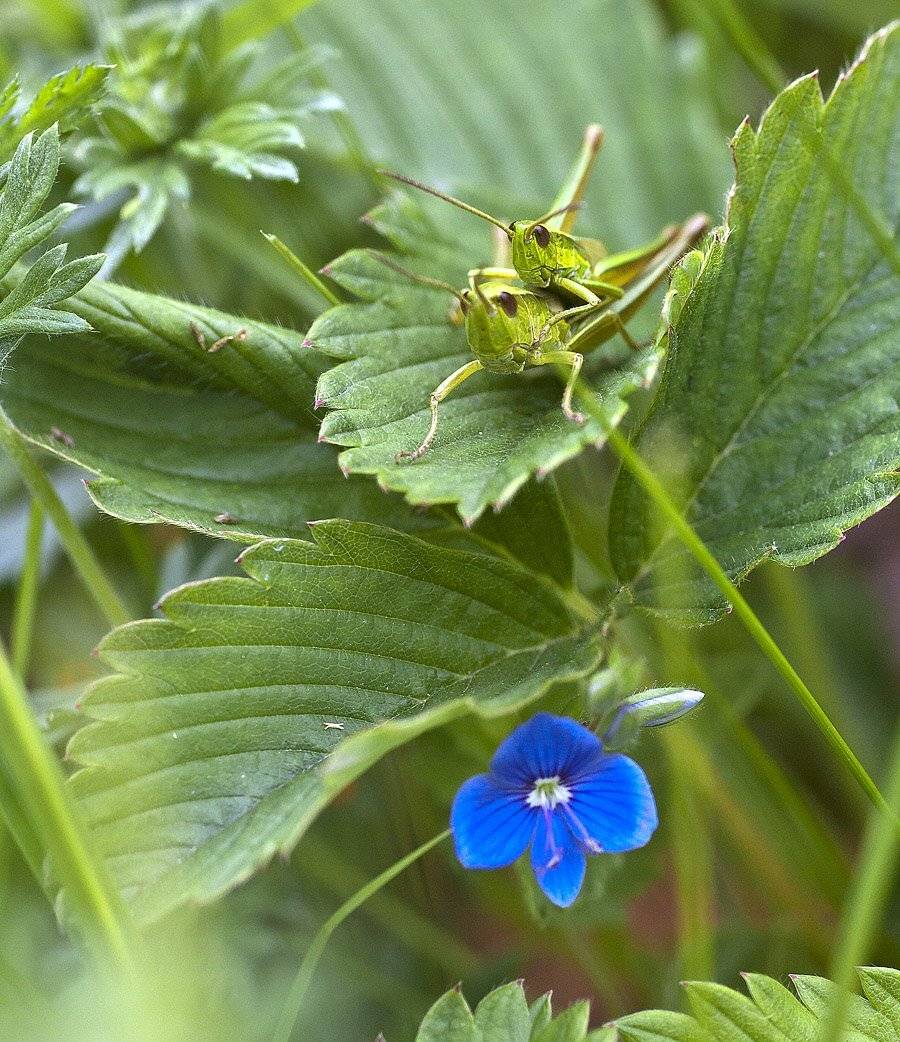 , Качурин Алексей