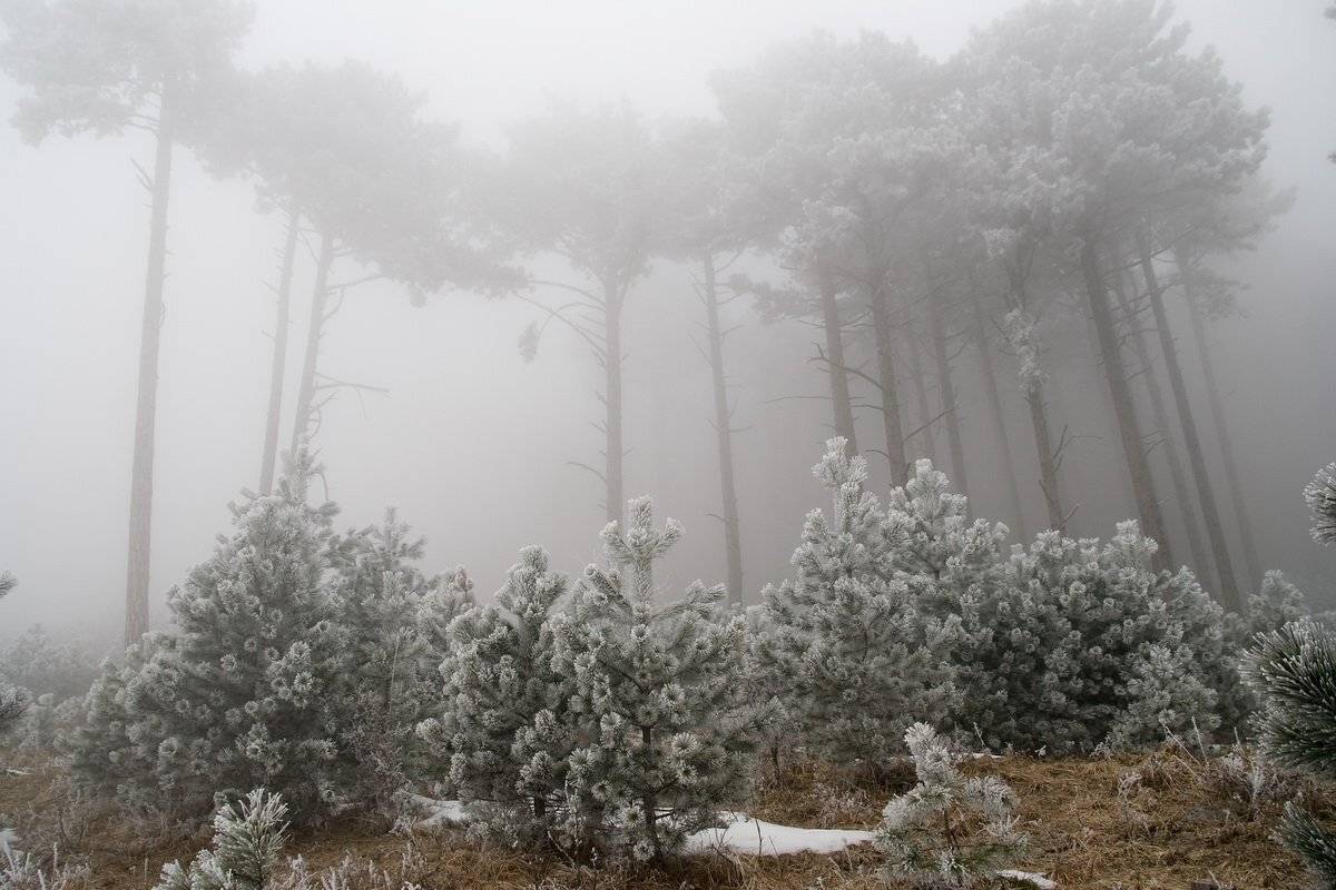 , Виталий Ра