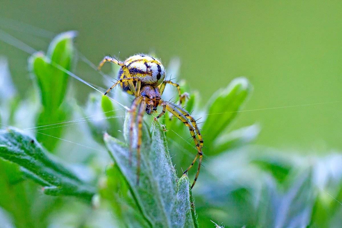 , Качурин Алексей