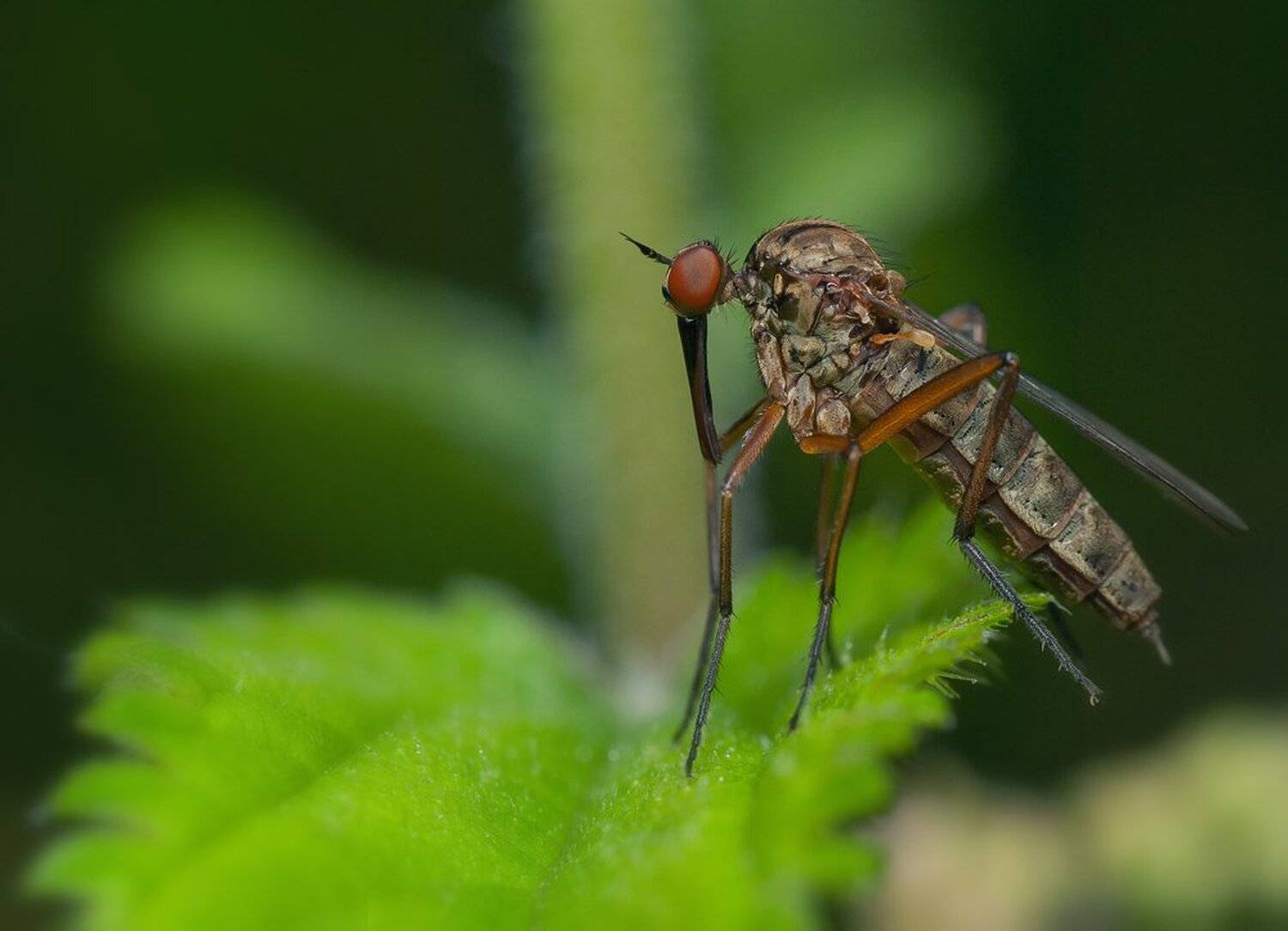, Кузнецов Дмитрий