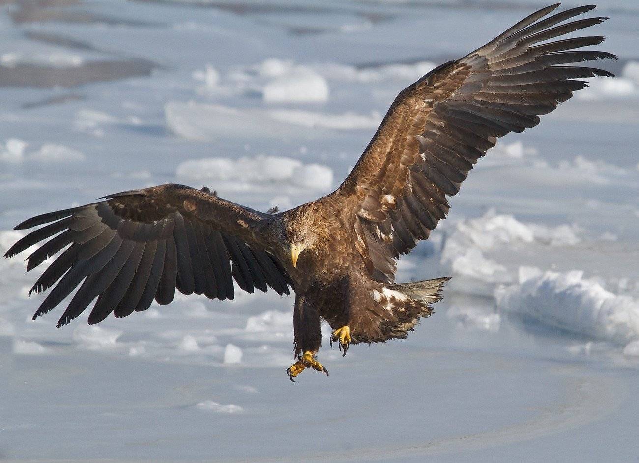 орлан, белохвостый, Евгений Слободской