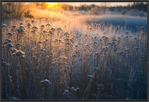 Морозный рассвет