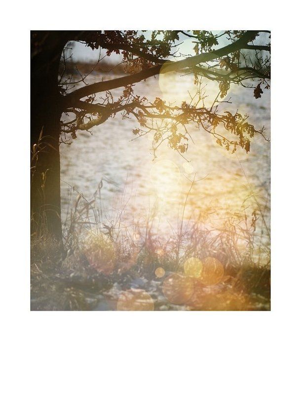 Fairy tree фото превью