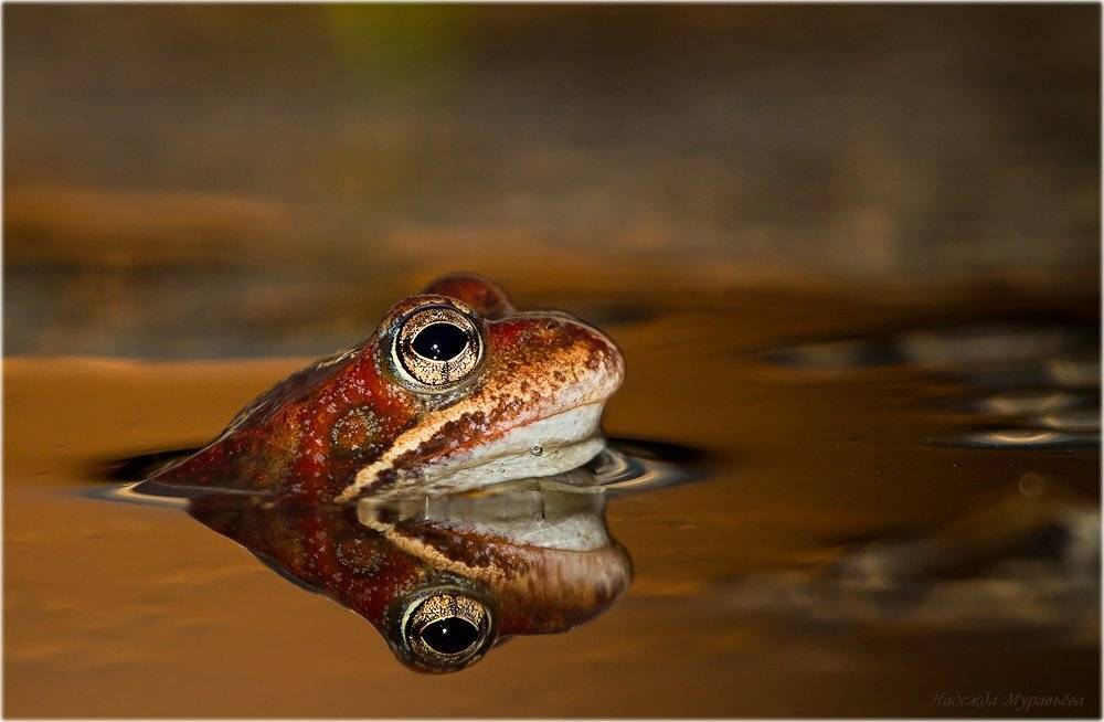 травяная лягушка, rana temporaria, Надежда Муравьёва