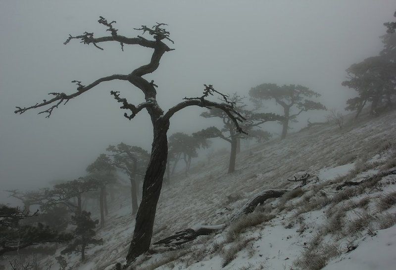 Белое безмолвие фото превью
