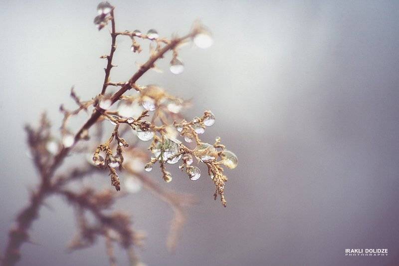 drops, ირაკლი დოლიძე